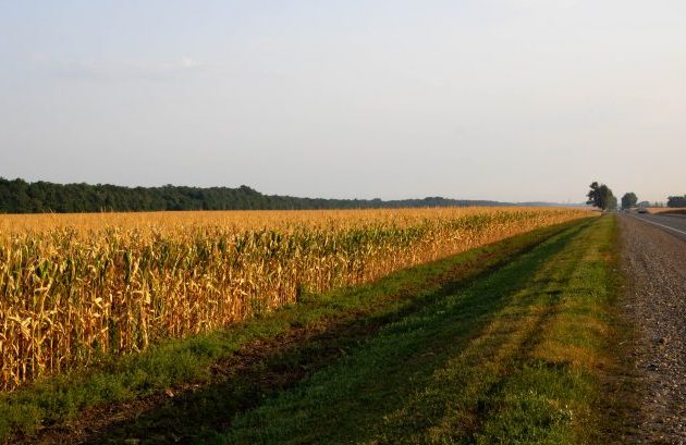 a-ripe-cornfield-along-the-road-against-the-background-of-the-morning-sky-630×409-1